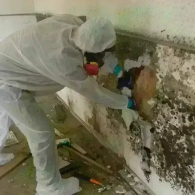 Mold Remediation and Removal in Fincastle, VA